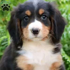 Bandit, Miniature Bernese Mountain Dog Puppy