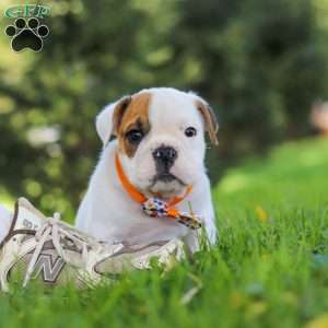 Banjo, Beabull Puppy