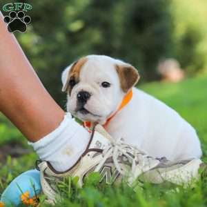 Banjo, Beabull Puppy