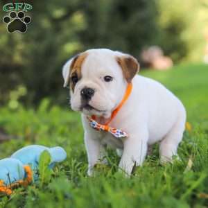 Banjo, Beabull Puppy