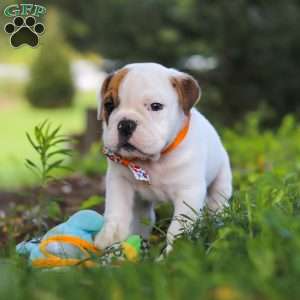Banjo, Beabull Puppy