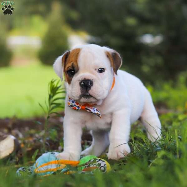 Banjo, Beabull Puppy