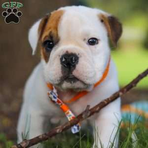 Banjo, Beabull Puppy