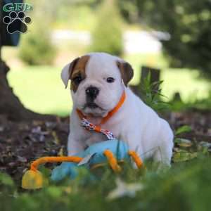 Banjo, Beabull Puppy