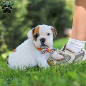 Banjo, Beabull Puppy