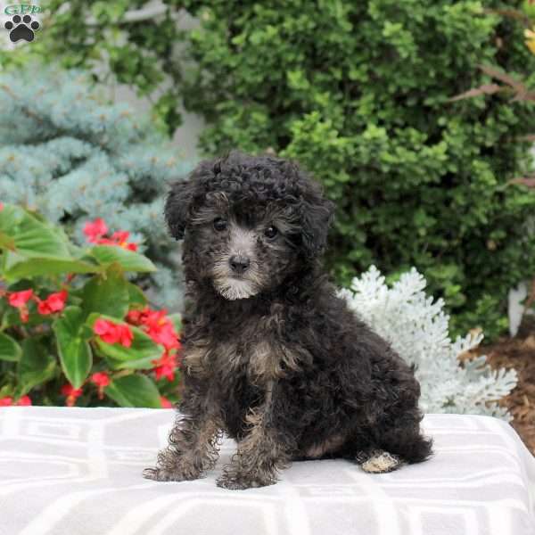 Banjo, Miniature Poodle Puppy