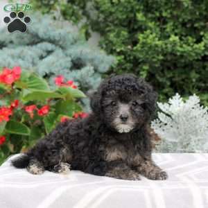 Banjo, Miniature Poodle Puppy