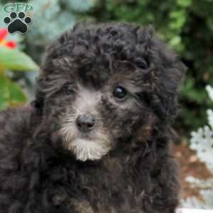 Banjo, Miniature Poodle Puppy