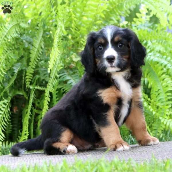 Banjo, Miniature Bernese Mountain Dog Puppy
