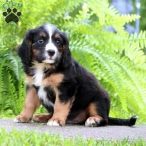 Banjo, Miniature Bernese Mountain Dog Puppy
