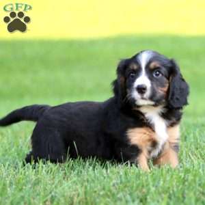 Banjo, Miniature Bernese Mountain Dog Puppy