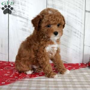 Banjo, Toy Poodle Puppy