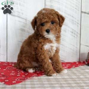 Banjo, Toy Poodle Puppy