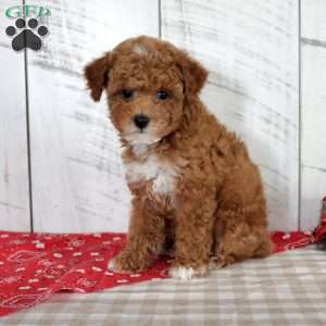 Banjo, Toy Poodle Puppy