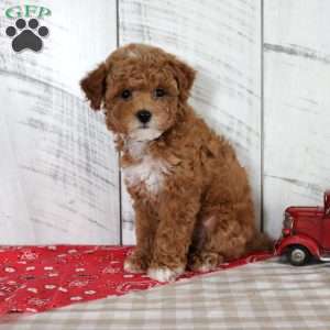 Banjo, Toy Poodle Puppy
