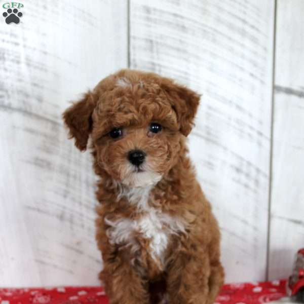 Banjo, Toy Poodle Puppy