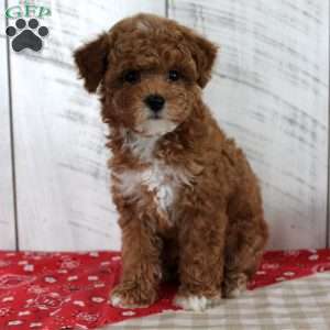 Banjo, Toy Poodle Puppy
