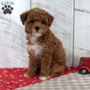 Banjo, Toy Poodle Puppy