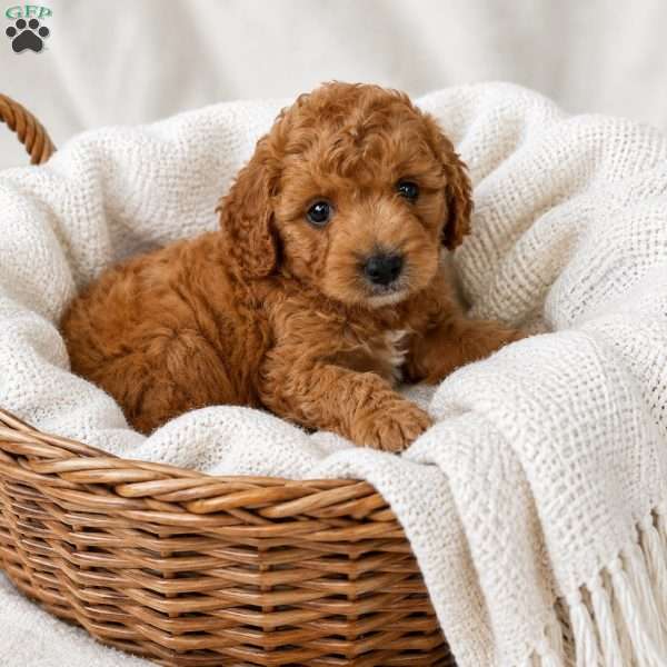 Barkley, Cavapoo Puppy