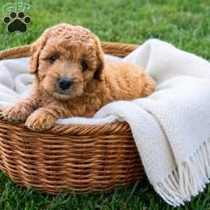 Barkley, Cavapoo Puppy