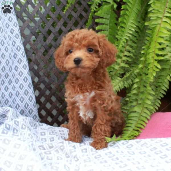 Barry, Toy Poodle Puppy