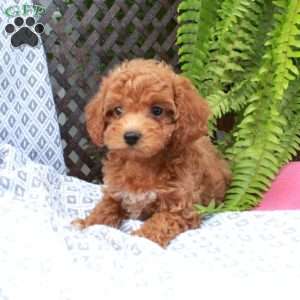 Barry, Toy Poodle Puppy