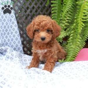 Barry, Toy Poodle Puppy