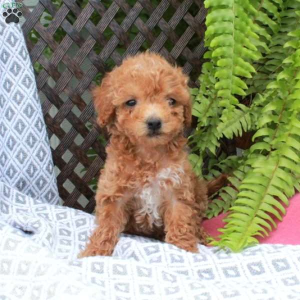Beana, Toy Poodle Puppy
