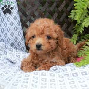 Beana, Toy Poodle Puppy
