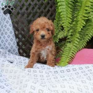 Beana, Toy Poodle Puppy