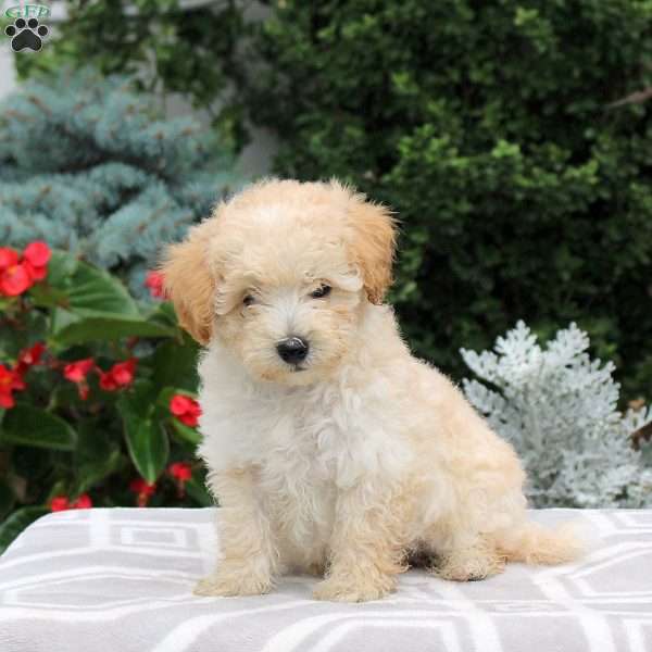 Bear, Miniature Poodle Puppy