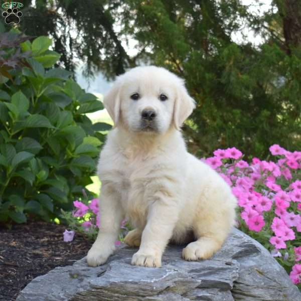 Bear, English Cream Golden Retriever Puppy