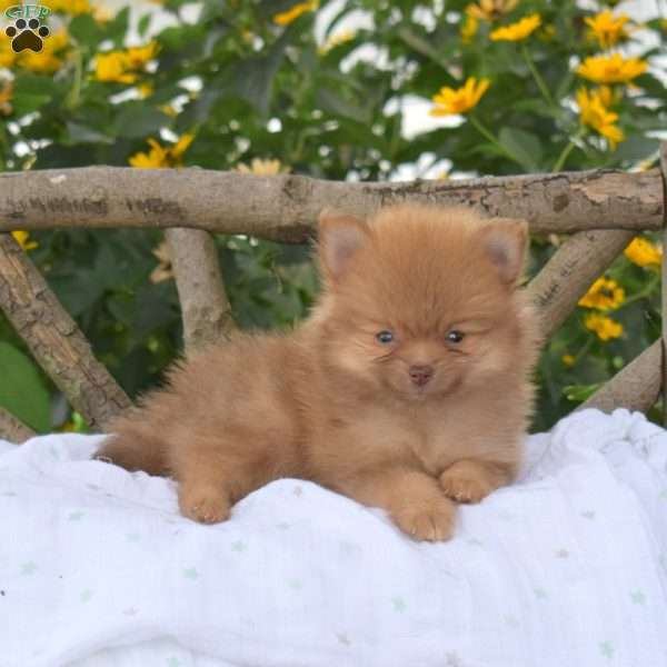 Bear, Pomeranian Puppy