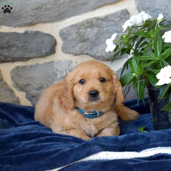 Bear, Miniature Golden Retriever Puppy