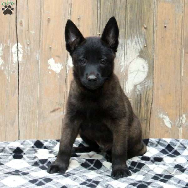 Bear, Belgian Malinois Puppy