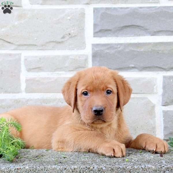 Bear, Fox Red Labrador Retriever Puppy