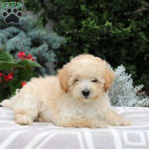 Bear, Miniature Poodle Puppy