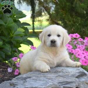 Bear, English Cream Golden Retriever Puppy