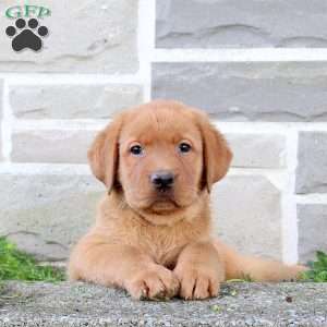 Bear, Fox Red Labrador Retriever Puppy