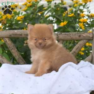Bear, Pomeranian Puppy