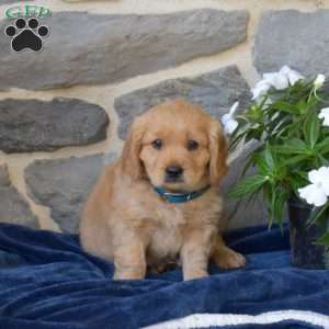 Bear, Miniature Golden Retriever Puppy
