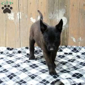 Bear, Belgian Malinois Puppy