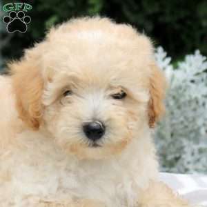 Bear, Miniature Poodle Puppy