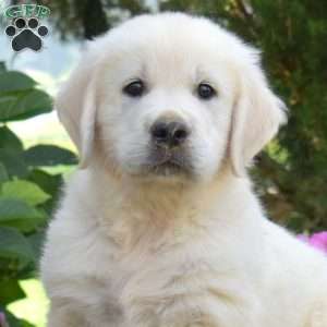 Bear, English Cream Golden Retriever Puppy