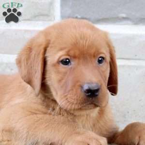 Bear, Fox Red Labrador Retriever Puppy