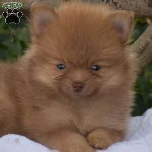 Bear, Pomeranian Puppy