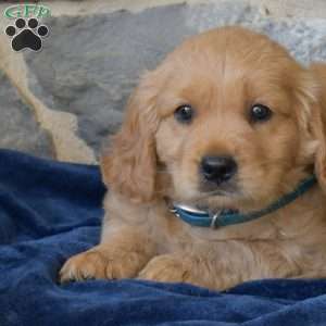 Bear, Miniature Golden Retriever Puppy