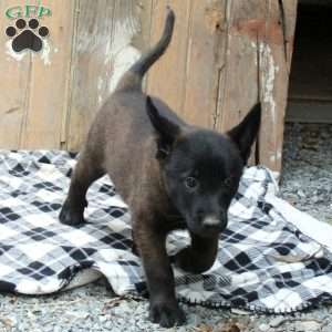 Bear, Belgian Malinois Puppy