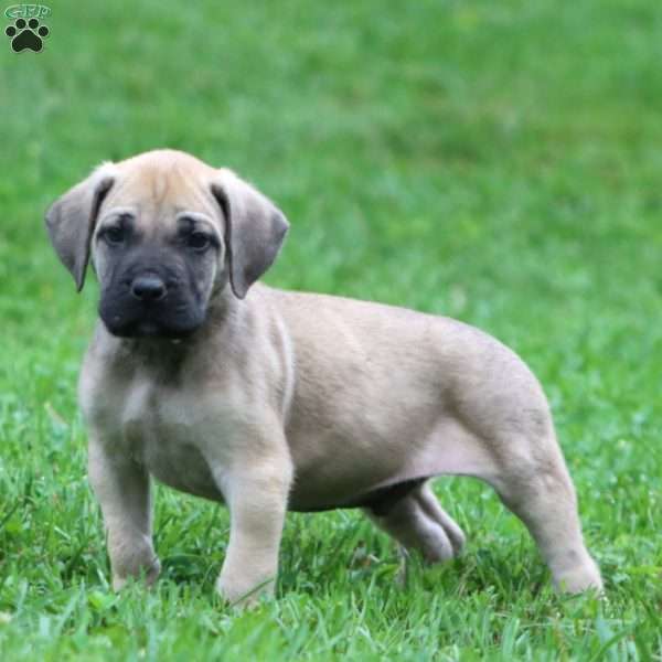 Bear, English Mastiff Puppy