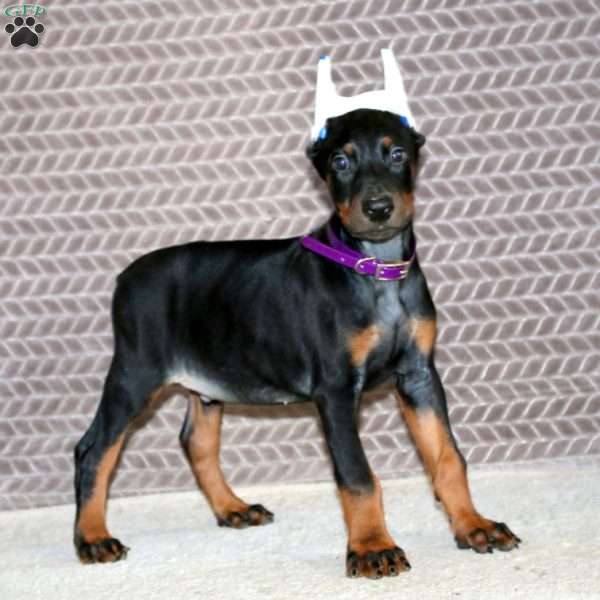 Bear, Doberman Pinscher Puppy